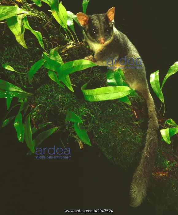 : Leadbeater's Possum - Endangered (IUCN Red List) : Leadbeater's Possum - Endangered (IUCN Red List)
