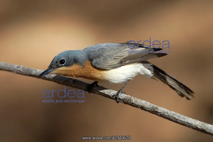 : Leaden Flycatcher, female : Leaden Flycatcher, female