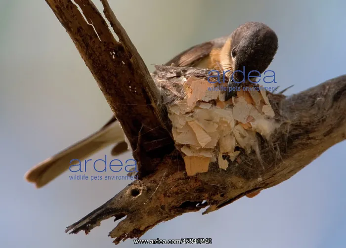 : Leaden Flycatcher - female building nest : Leaden Flycatcher - female building nest