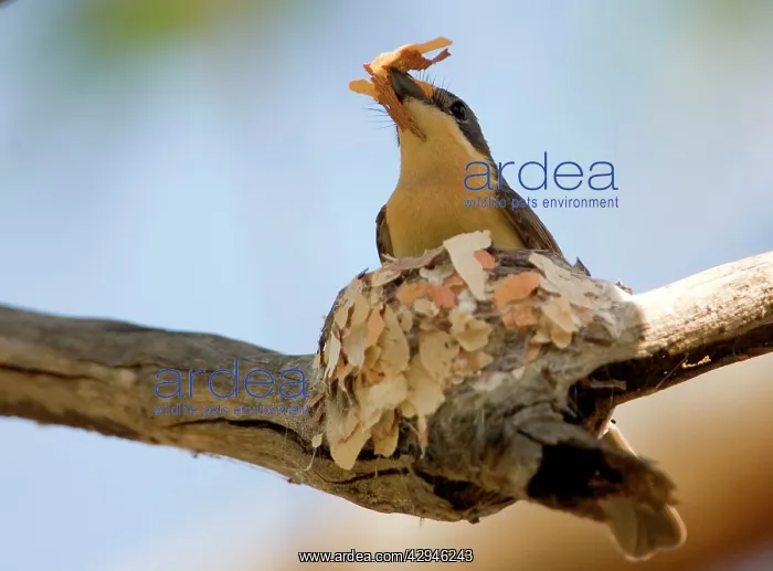 : Leaden Flycatcher - female building nest : Leaden Flycatcher - female building nest