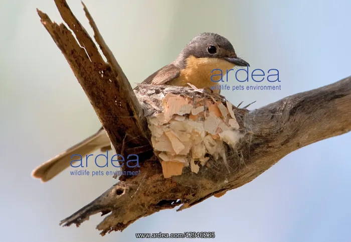 : Leaden Flycatcher - female at nest : Leaden Flycatcher - female at nest