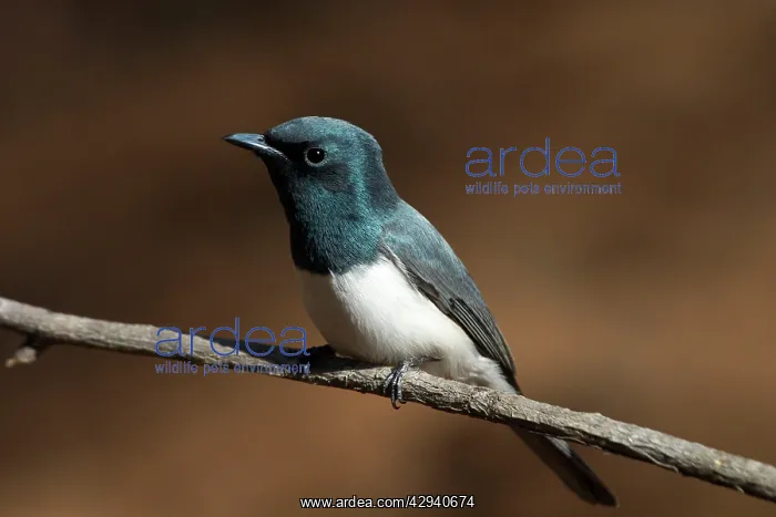 : Leaden Flycatcher, male : Leaden Flycatcher, male