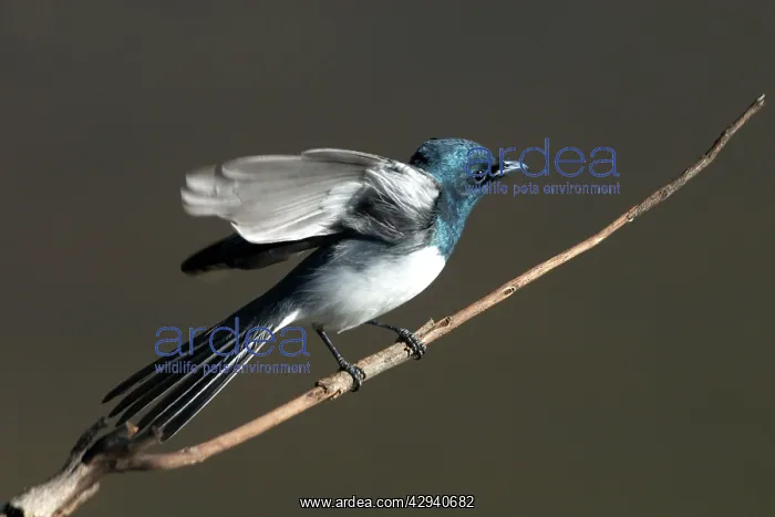 : Leaden Flycatcher, male, flapping wings : Leaden Flycatcher, male, flapping wings