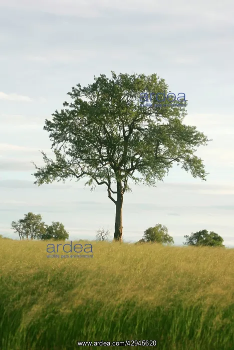 : Leadwood Tree : Leadwood Tree