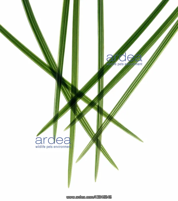 : Leaf : Leaf