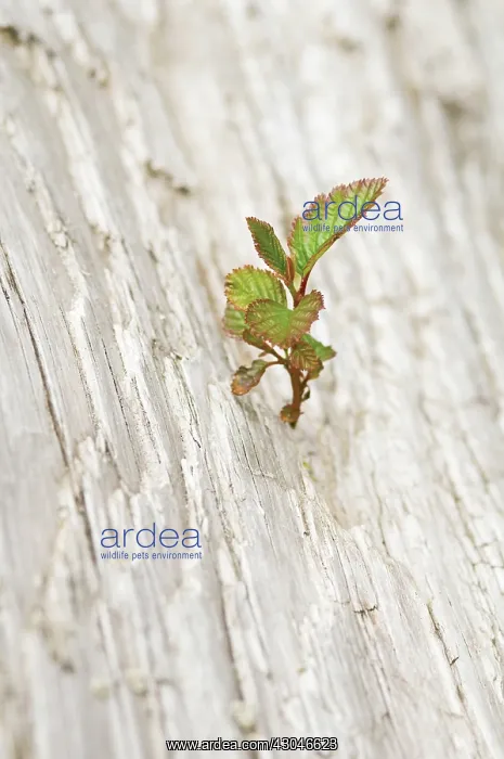 : Leaf : Leaf