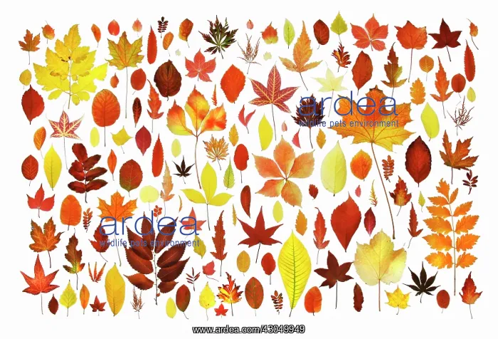 : Leaf : Leaf