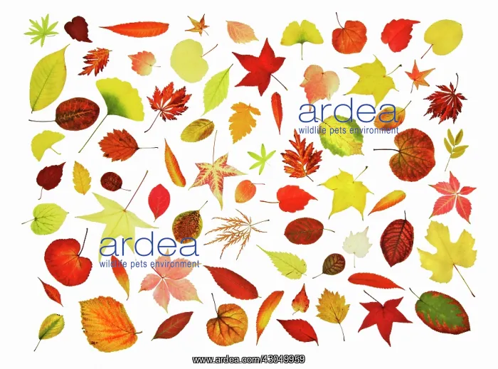 : Leaf : Leaf