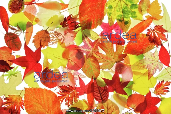 : Leaf : Leaf