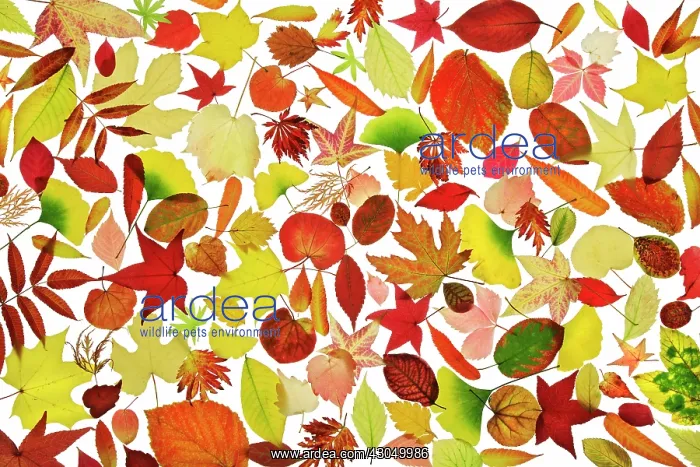 : Leaf : Leaf