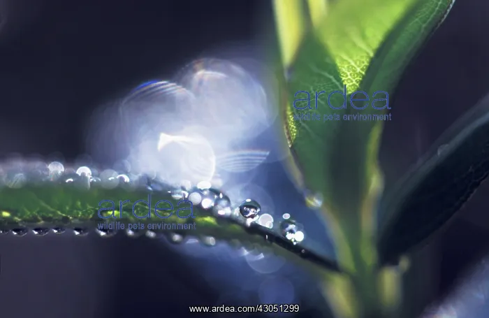: Leaf : Leaf