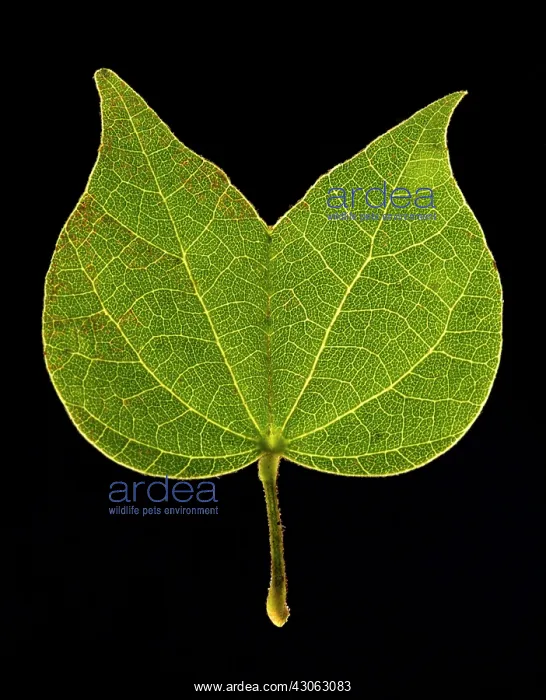 : Leaf : Leaf