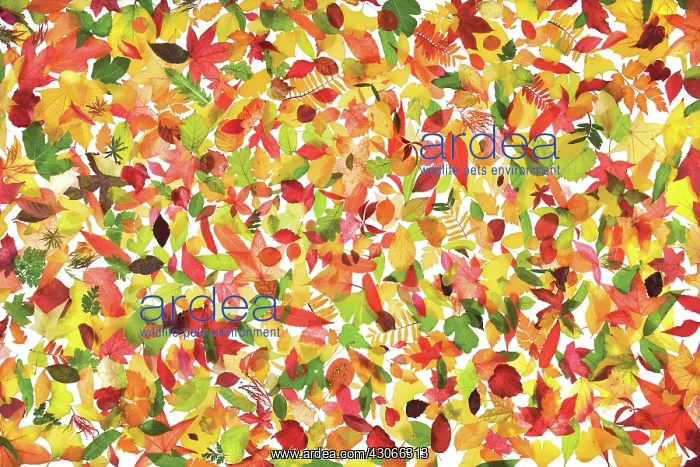 : Leaf : Leaf