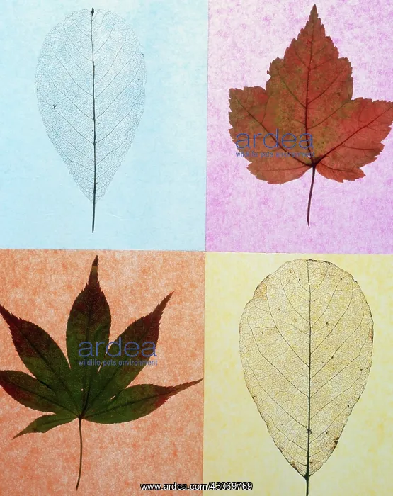 : Leaf : Leaf