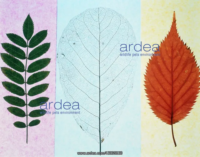 : Leaf : Leaf