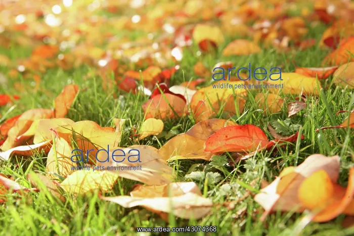 : Leaf : Leaf