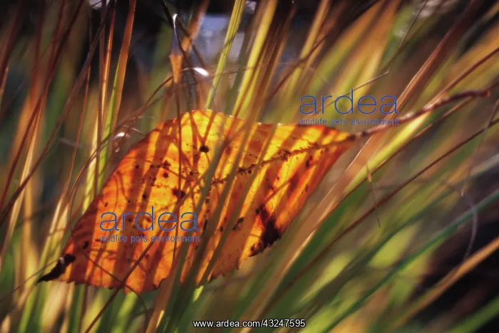: Leaf : Leaf