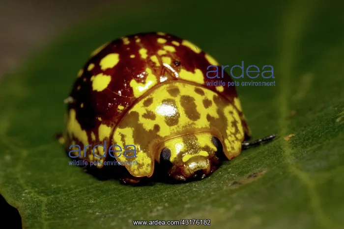 : Leaf Beetle : Leaf Beetle