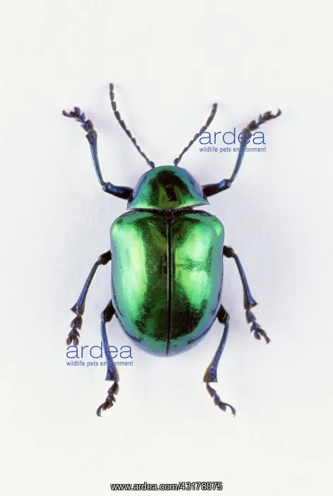 : Leaf Beetle : Leaf Beetle