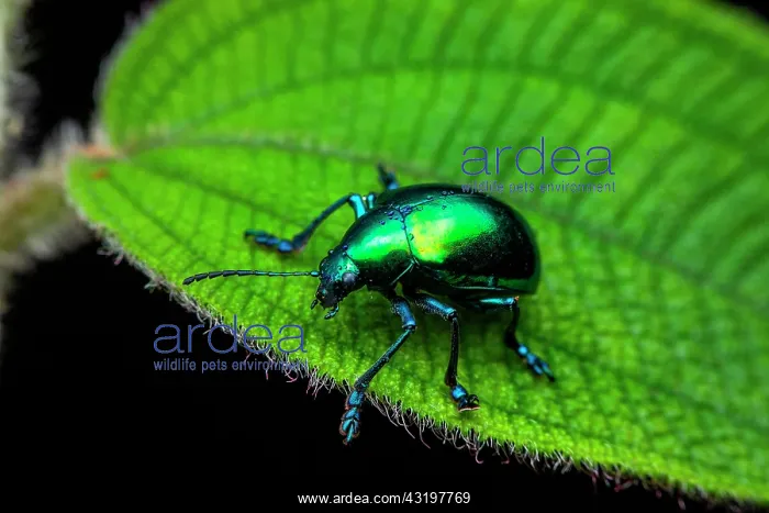 : Leaf beetle (Chrysochus sp) on a leaf, Montagne : Leaf beetle (Chrysochus sp) on a leaf, Montagne