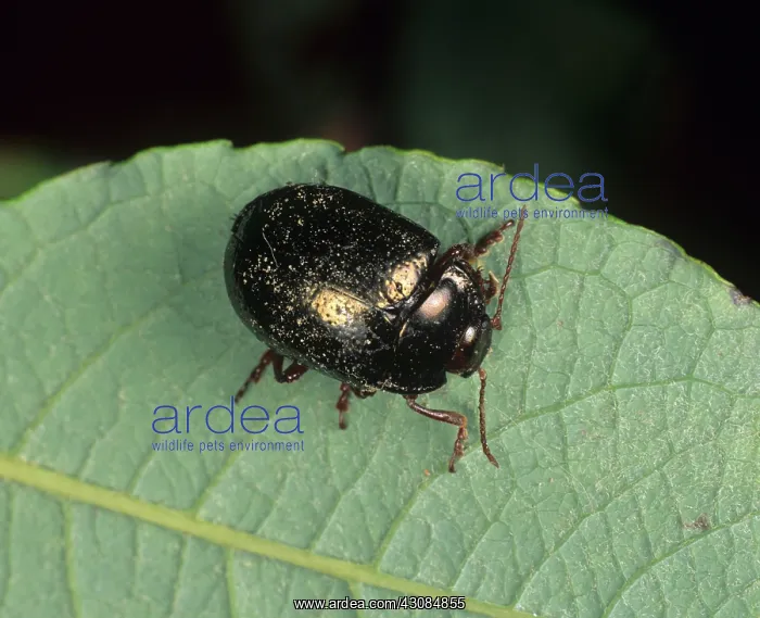 : Leaf Beetle (Chrysomela aenea) : Leaf Beetle (Chrysomela aenea)