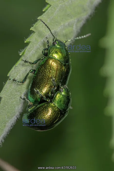 : Leaf beetle (Chrysomela cerealis), animal pair : Leaf beetle (Chrysomela cerealis), animal pair