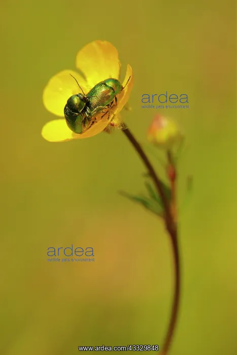 : Leaf Beetle (Cryptocephalus sericeus) mating on : Leaf Beetle (Cryptocephalus sericeus) mating on