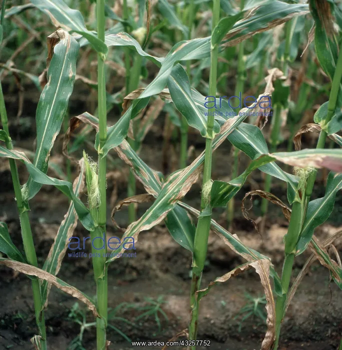 : Leaf blight on Corn : Leaf blight on Corn