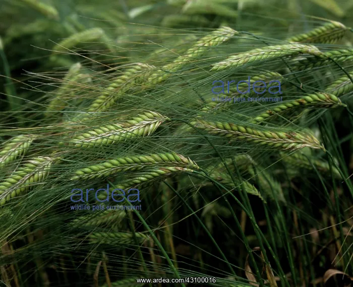: Leaf blotch lesions on unripe barley ear : Leaf blotch lesions on unripe barley ear