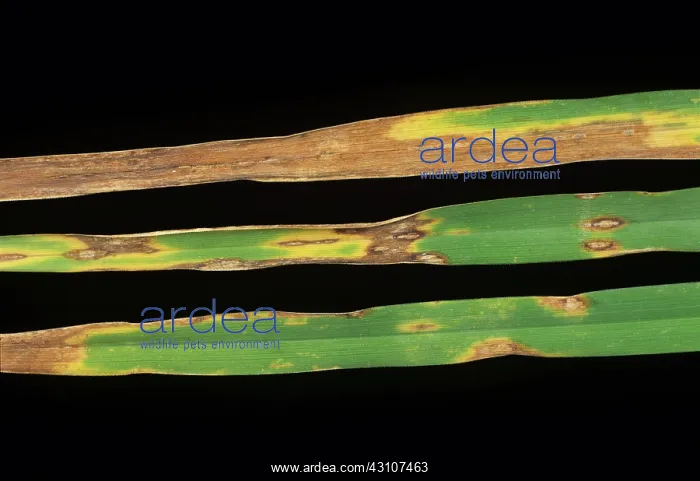 : Leaf blotch on ryegrass leaves : Leaf blotch on ryegrass leaves