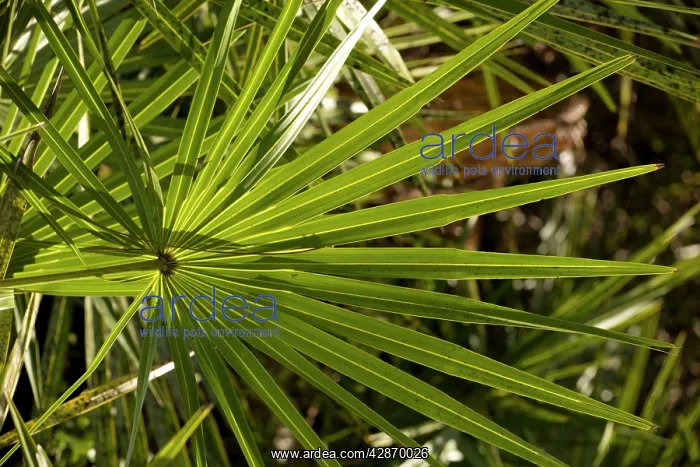 : Leaf of cabbage palm : Leaf of cabbage palm