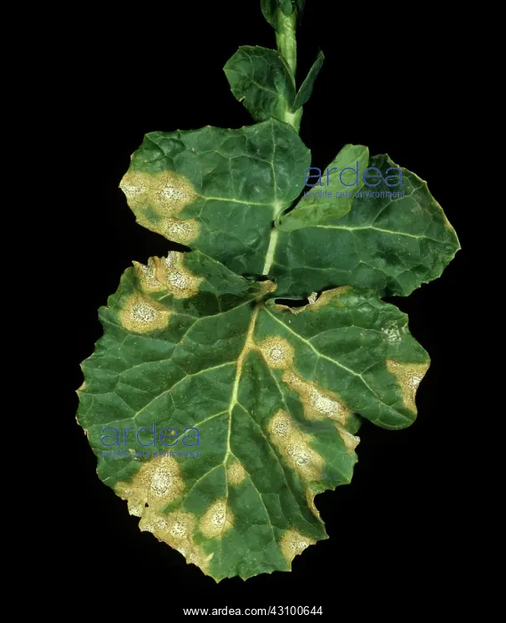 : Leaf Canker lesions on Oilseed Rape : Leaf Canker lesions on Oilseed Rape