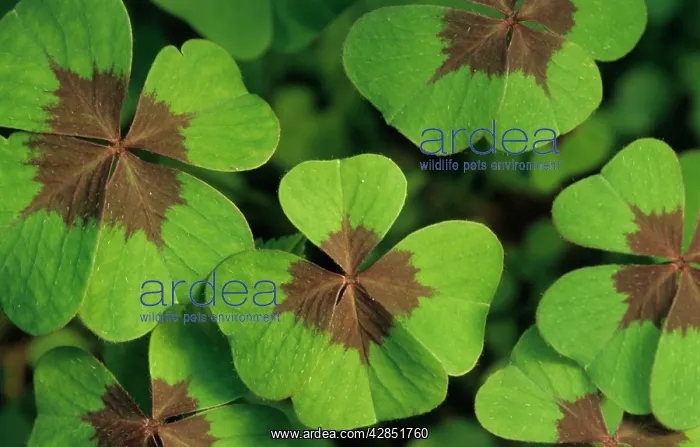 : Four leaf clover : Four leaf clover