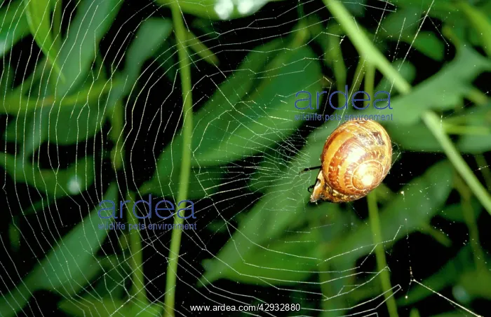 : Leaf-curling spider - using snail shell as retreat : Leaf-curling spider - using snail shell as retreat