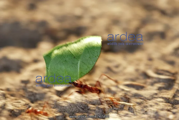 : Leaf-cutter Ant : Leaf-cutter Ant
