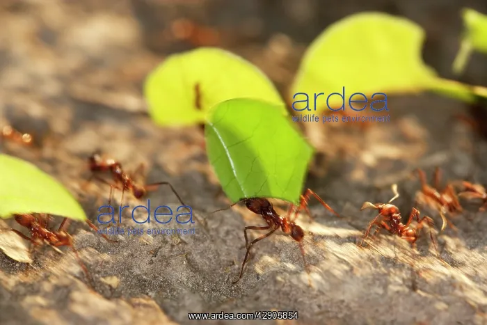 : Leaf-cutter Ant : Leaf-cutter Ant