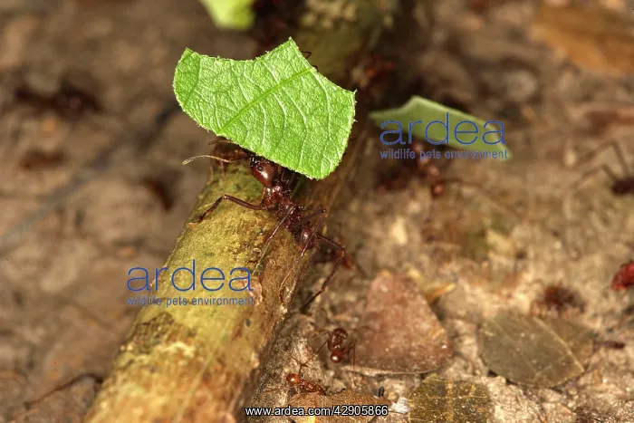  : Leaf-cutter Ant