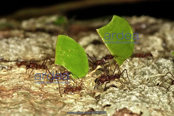 : Leaf-cutter Ant : Leaf-cutter Ant
