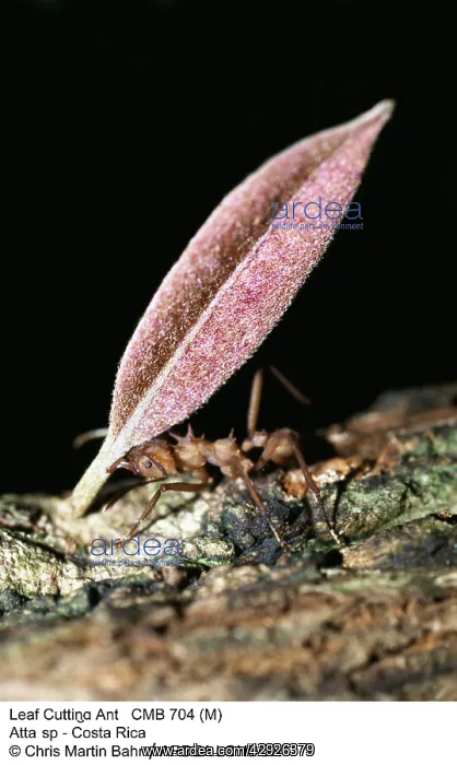 : Leaf-Cutter Ant : Leaf-Cutter Ant