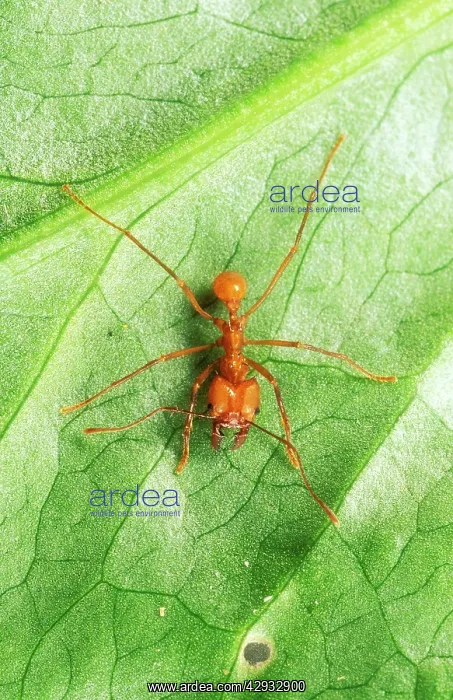  : Leaf-Cutter ANT