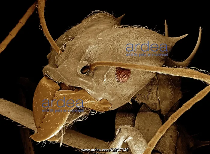 : Leaf Cutter Ant : Leaf Cutter Ant