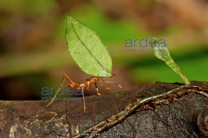 : Leaf-cutter Ant : Leaf-cutter Ant