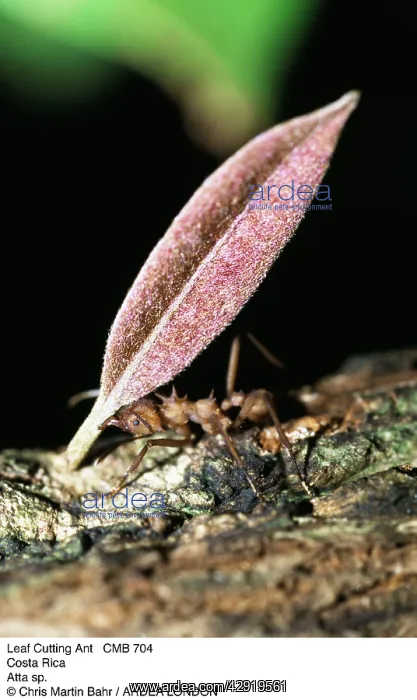 : Leaf-Cutter Ant - carrying leaf : Leaf-Cutter Ant - carrying leaf
