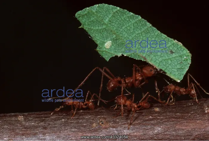 : LEAF-CUTTER ANT - carrying leaf : LEAF-CUTTER ANT - carrying leaf
