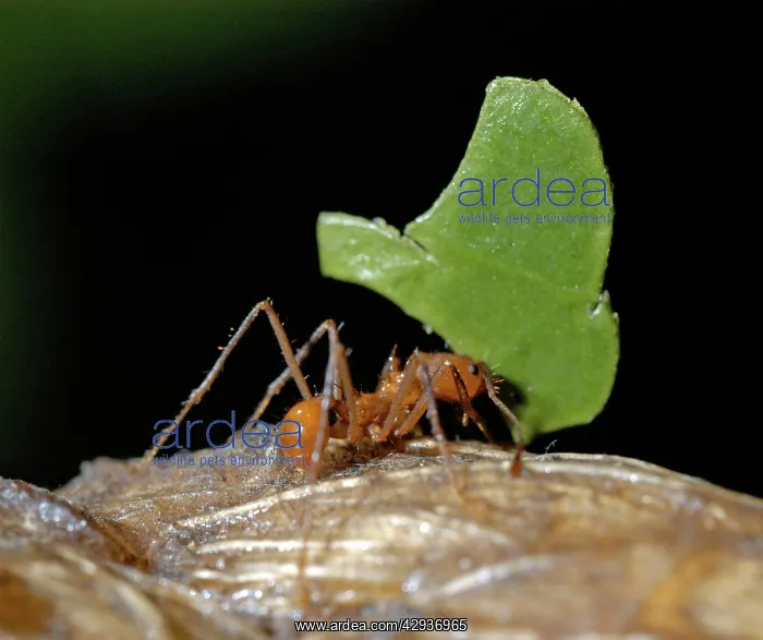: Leaf-cutter Ant carrying leaf fragment back to : Leaf-cutter Ant carrying leaf fragment back to