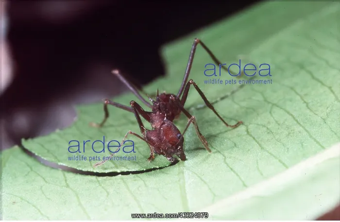  : LEAF-CUTTER ANT - cutting leaf