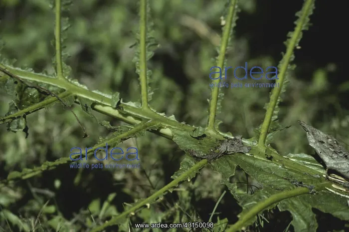 : Leaf-cutter Ant Damage : Leaf-cutter Ant Damage