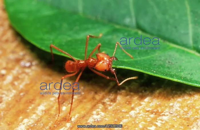 : Leaf-Cutter ANT - dragging a leaf : Leaf-Cutter ANT - dragging a leaf