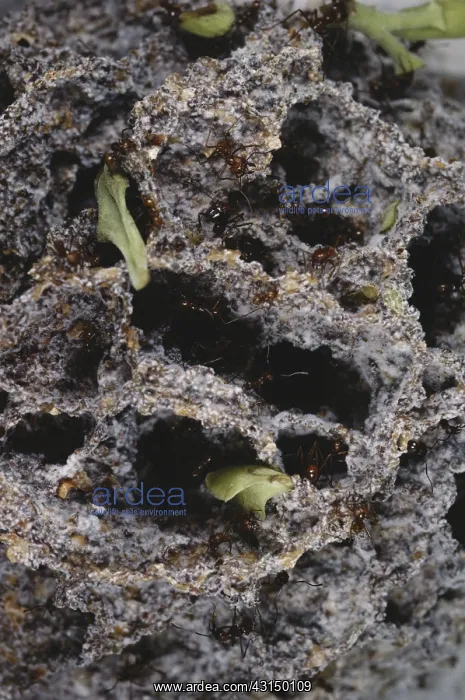 : Leaf-cutter Ant Fungus Garden : Leaf-cutter Ant Fungus Garden
