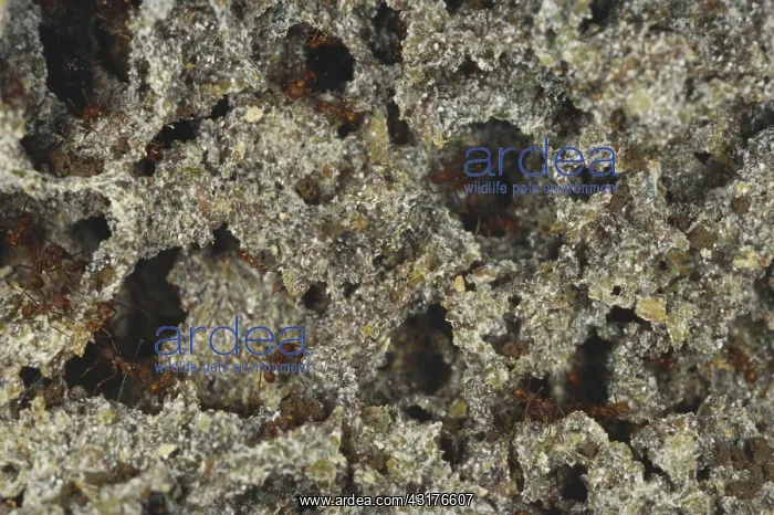 : Leaf-cutter Ant Fungus Garden : Leaf-cutter Ant Fungus Garden
